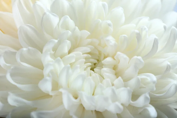 Beautiful blossom background — Stock Photo, Image