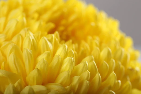 Delicate autumn yellow chrysanthemum, macro — Stock Photo, Image