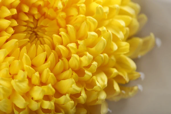 Nabídka žlutá chryzantéma, makro — Stock fotografie
