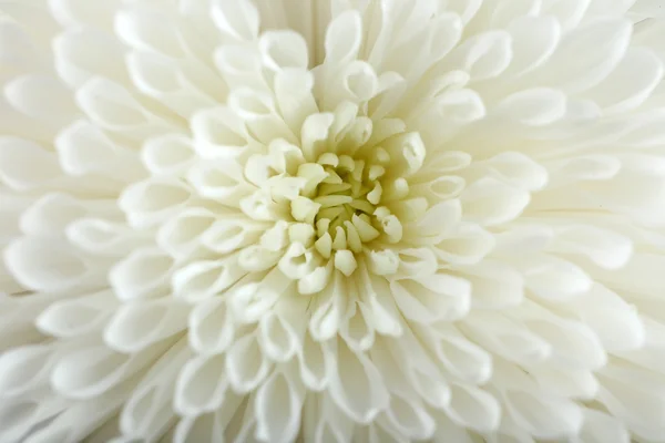 Zachte bloem - witte chrysant, macro — Stockfoto