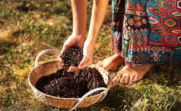 Woman handles coffee beans in the basket on the ground — Stock Photo, Image