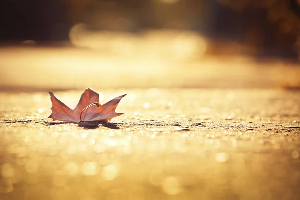 Осенний лист на асфальте на закате — стоковое фото