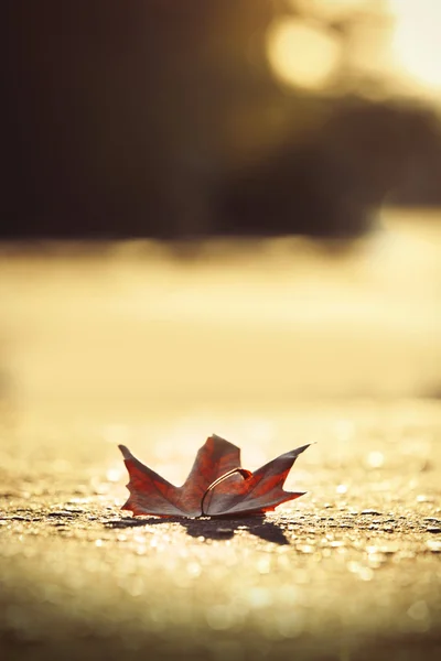 Herbstblatt auf Asphalt bei Sonnenuntergang — Stockfoto