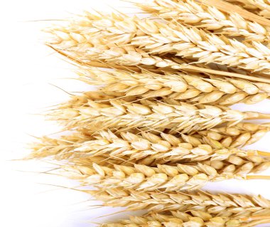 Olgun buğday demeti 