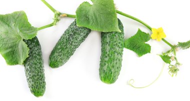 Salatalık ile yapraklar üzerinde izole beyaz arka plan