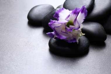 Güzel çiçek ile çakıl