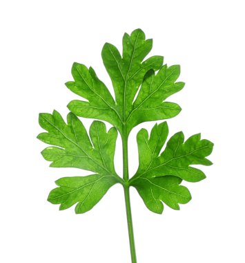 Beyaz maydanozlu taze maydanoz