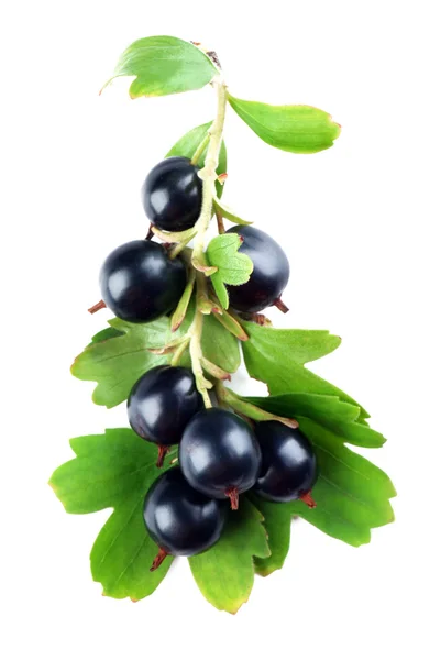 Wild black currant with green leaves isolated on white — Stock Photo, Image