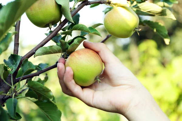 Γυναικείο χέρι picking μήλο — Φωτογραφία Αρχείου