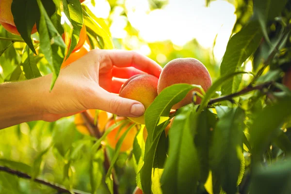 Female hand picking peach