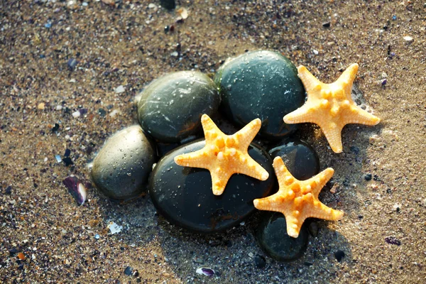 Oblázky s hvězdice na pobřeží — Stock fotografie