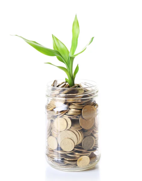 Växtodling i mynt — Stockfoto