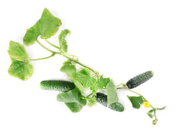 Cucumbers with leafs isolated on white background — Stock Photo, Image