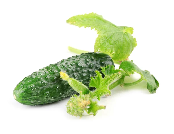 Pepino con hojas aisladas sobre fondo blanco — Foto de Stock