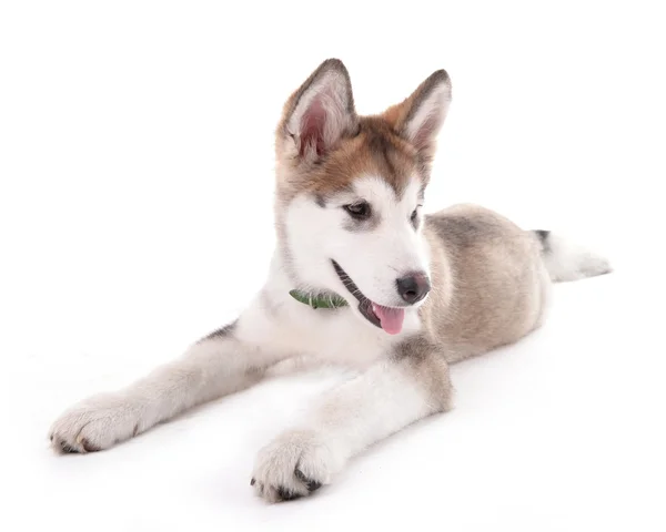 マラミュートのかわいい子犬 — ストック写真