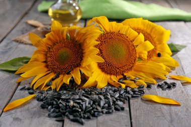 güzel parlak ayçiçeği 