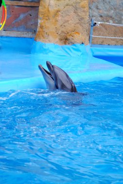 Dolphinarium sevimli yunus
