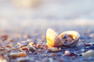 Sabah küçük deniz kabuklarını 