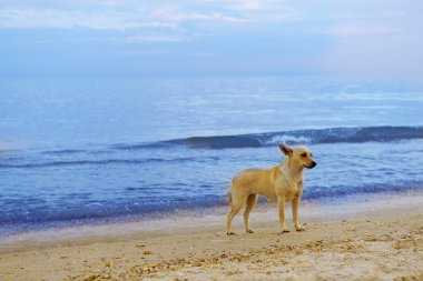 sevimli köpek sahilde