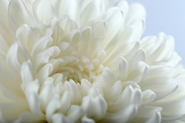 sonbahar çiçek - beyaz krizantem