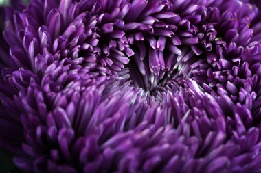 Güzel Menekşe krizantem