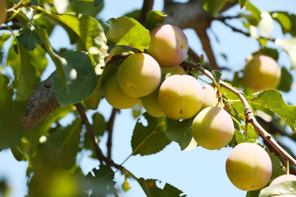 Tak van pruimenboom close-up — Stockfoto