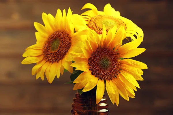 Güzel parlak ayçiçeği — Stok fotoğraf