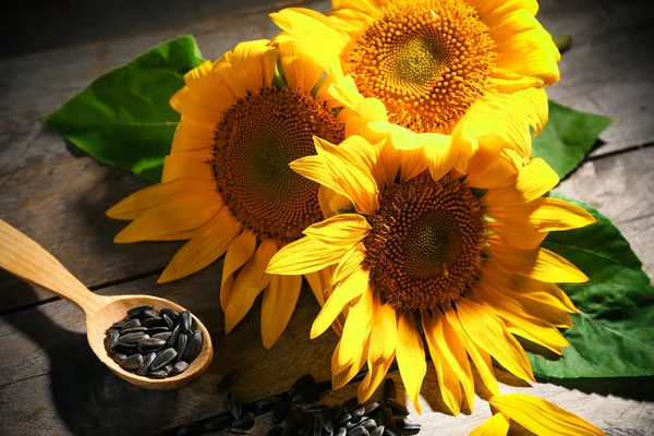 Schöne helle Sonnenblumen — Stockfoto