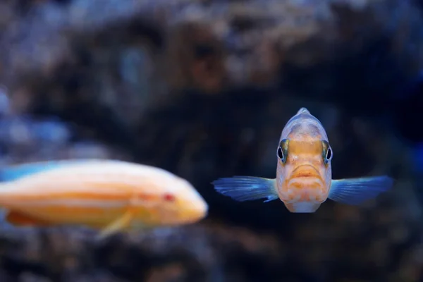 Pesci esotici in un acquario — Foto Stock