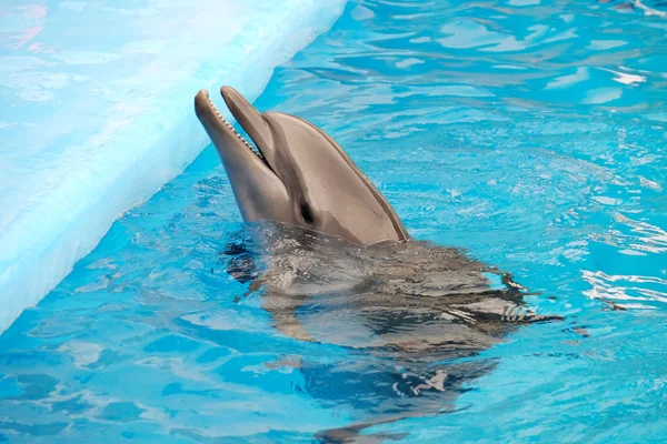 Schattig dolfijn in het Dolfinarium — Stockfoto