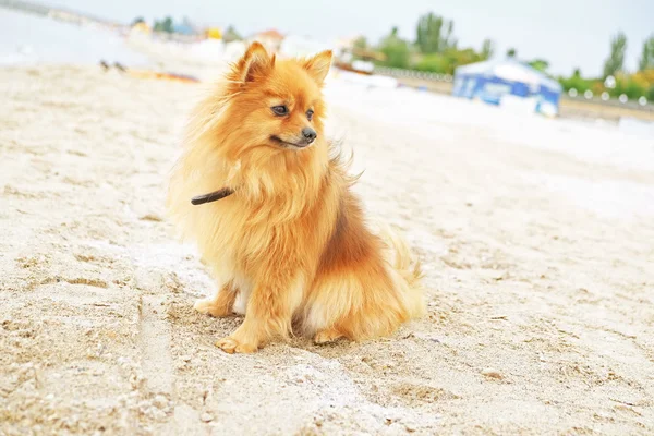 Bonito perro en la playa — Foto de Stock