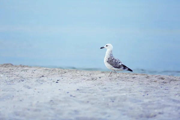Mouette sur une plage de sable fin — Photo