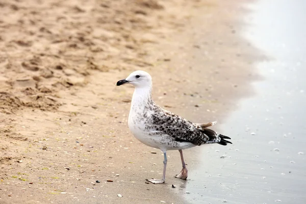 Måge på sandstrand - Stock-foto