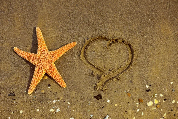 Hvězdice na mokré písčité pláži — Stock fotografie