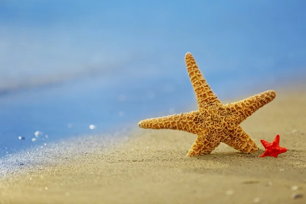 Deniz yıldızı deniz plaj kum üzerinde — Stok fotoğraf