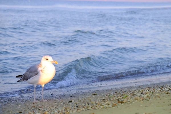 在沙滩上的海鸥步伐 — 图库照片