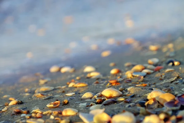 Piccola spiaggia di conchiglie — Foto Stock