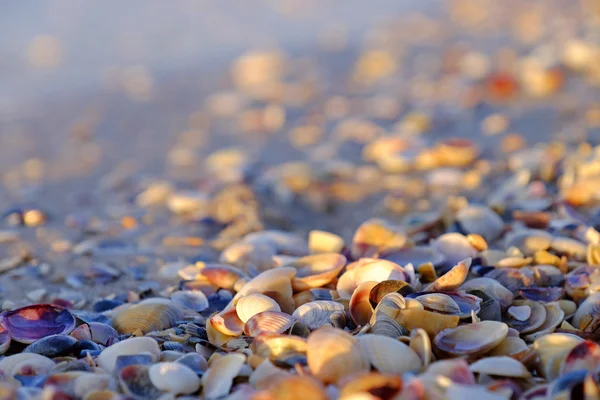 Small seashells beach — Stock Photo, Image