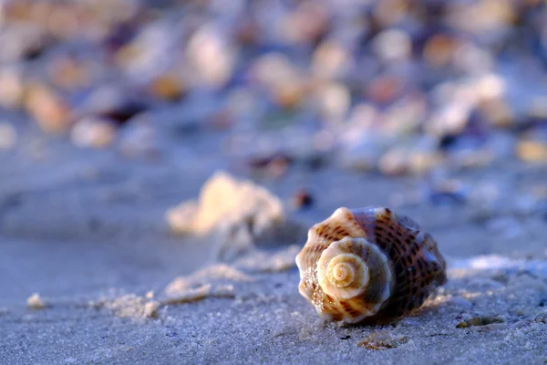 Gyönyörű kagylók a strandon — Stock Fotó