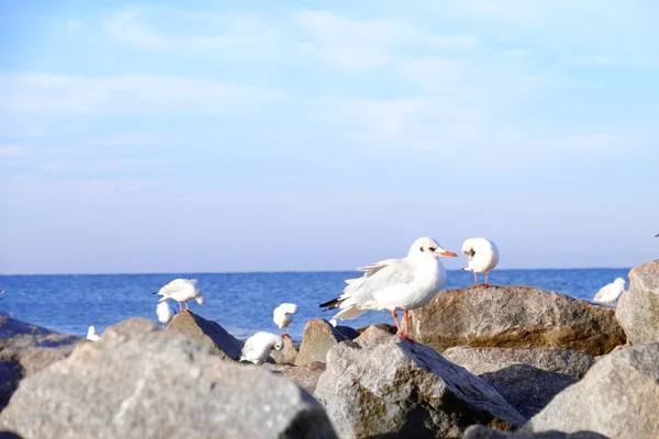 海鸥在岩石的海滩上 — 图库照片