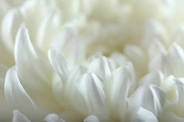 Fiore di autunno - crisantemo bianco — Foto Stock