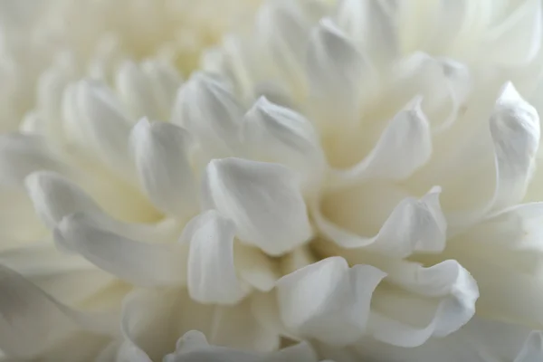Autumn flower - white chrysanthemum — Stock Photo, Image