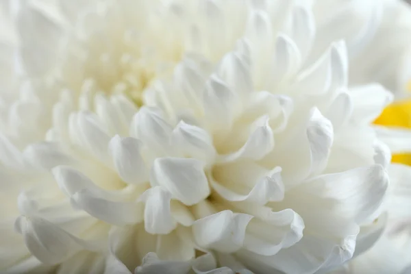 Autumn flower - white chrysanthemum — Stock Photo, Image