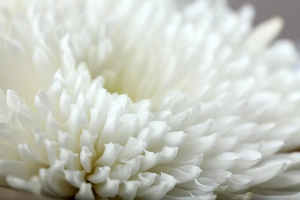 Flor de otoño - crisantemo blanco —  Fotos de Stock