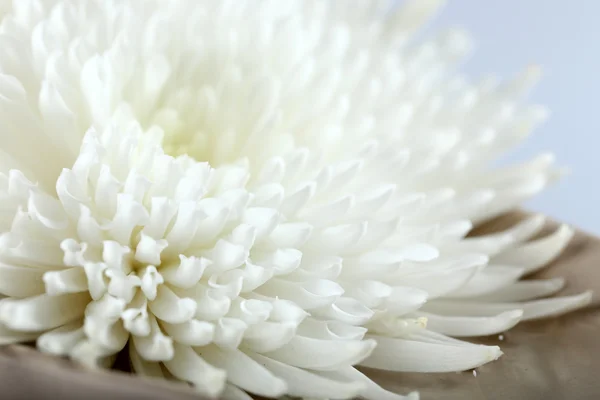 Autumn flower - white chrysanthemum — Stock Photo, Image