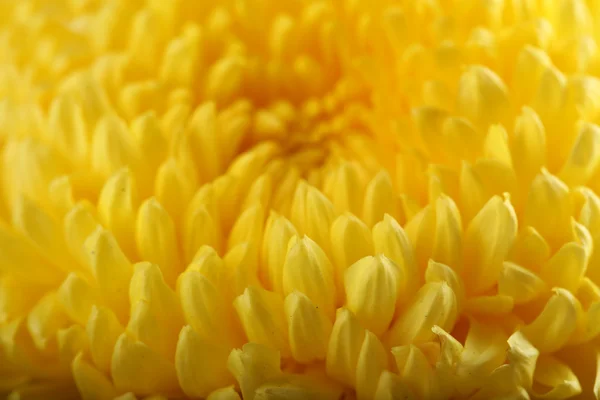菊と紅葉の黄色 — ストック写真