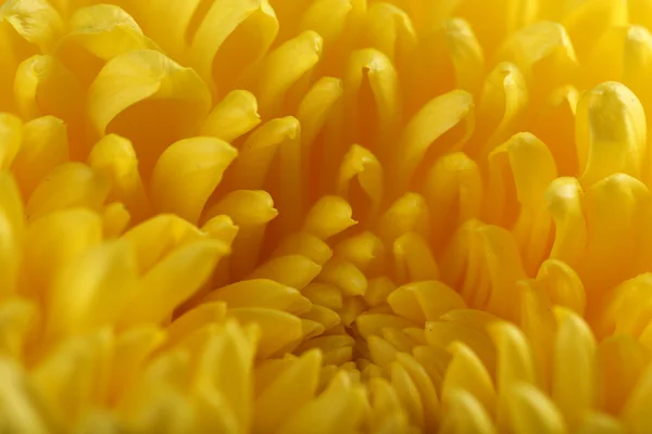 Sonbahar sarı krizantem — Stok fotoğraf
