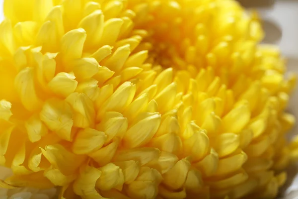 Autumn yellow chrysanthemum — Stock Photo, Image