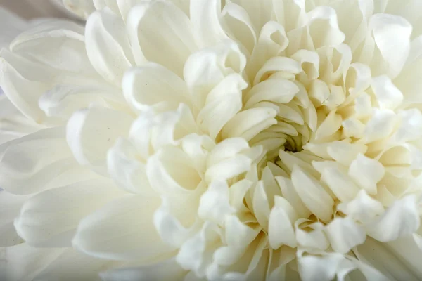 Μαλακό λευκό λουλούδι - χρυσάνθεμα — Φωτογραφία Αρχείου