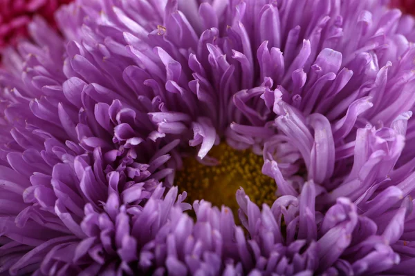 Prachtige Violette chrysant — Stockfoto